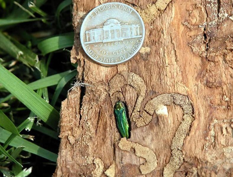 Ash borer damage 3